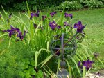 Louisiana Water Iris in bog filter.jpg