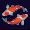 Koi Enthusiast