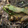 frogbath