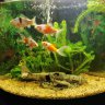 Fishflare