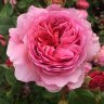 DartmoorGardener