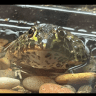 DaCrunchyCrabby
