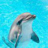 Flipper