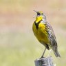 Meadowlark