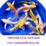 ornamentallivekoi