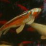 Amercian Koi