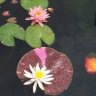 Natureartist