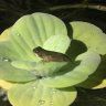 MSKettlePond45