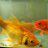 GoldFishy12
