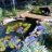 agapanthus