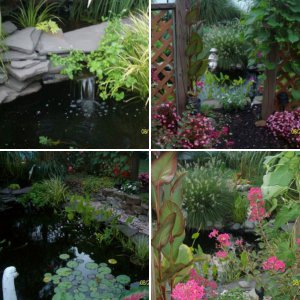 My Pond