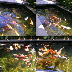 Koi Pond Built 2007