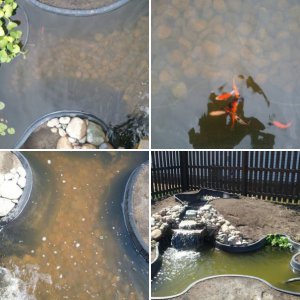 My Pond
