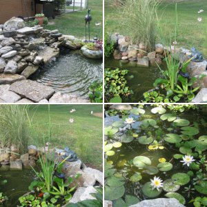 Our Pond