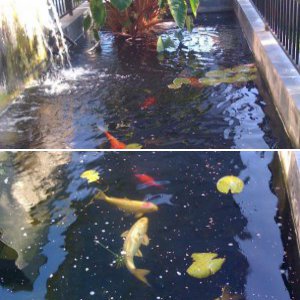 my pond