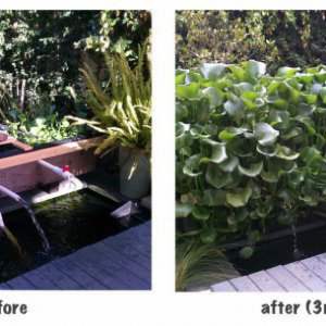 My natural pond water clarifier....