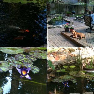 My Pond