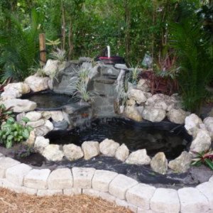 my pond
