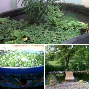 My Pond