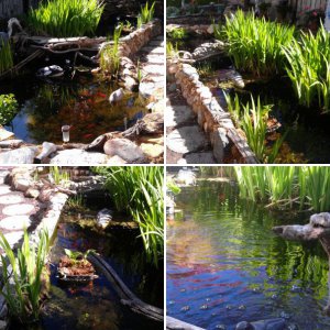 spring pictures of my pond