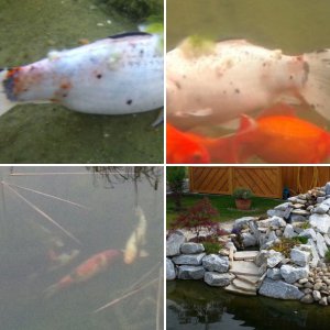 Pond Pics