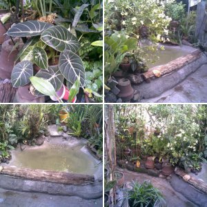 my koi pond in Koronadal City South Cotabato