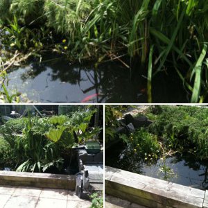 river barbel pond pics