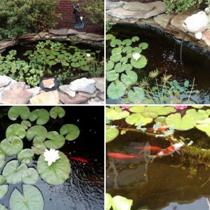 My backyard pond