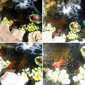 water lettus from Lela