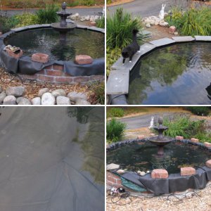 Fountain pond 2012