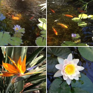 New Pond 2012