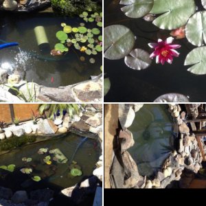 My first pond build