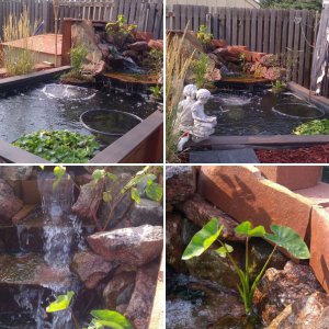 My Pond Build