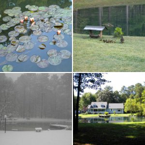 My Pond