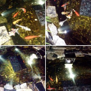 450 Gallon Pond
