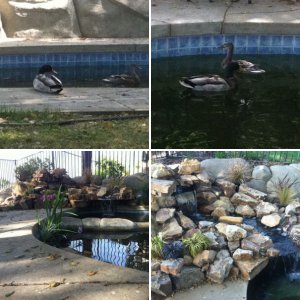 Pool to Pond Conversion