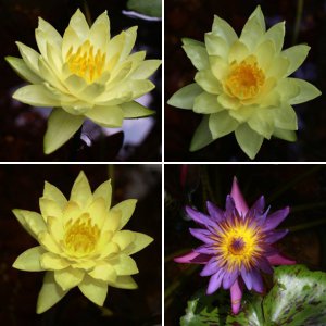 purple waterlily