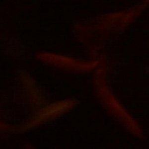 Foot in pond