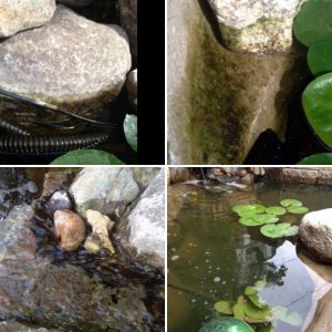 Pond images