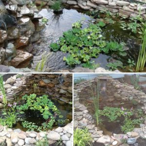 My pond