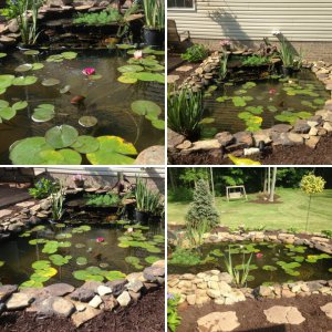 DIY Pond