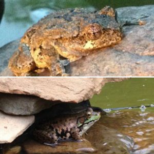 Our Pond Friends