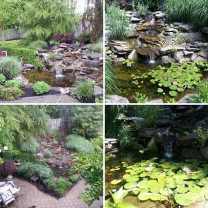 My pond