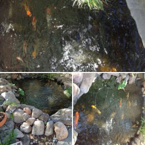 New pond in new house
