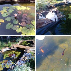 Pond pictures