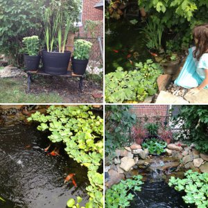 daves pond with re-done falls