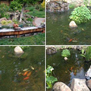 Koi Paradise