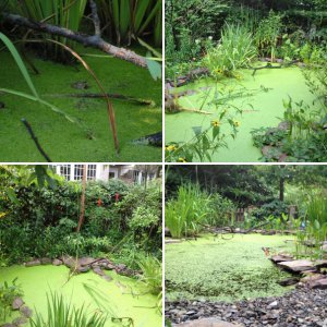wildlife pond 2014