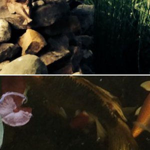 Plants and critters