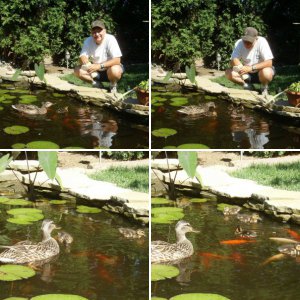 Ducks in Peterpuck's Michigan Pond